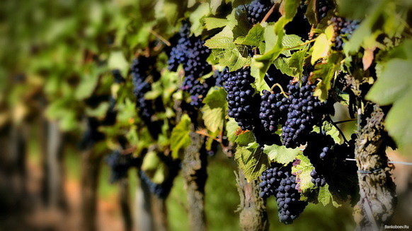 Уход и выращивание винограда - советы по посадке, обрезке осенью
