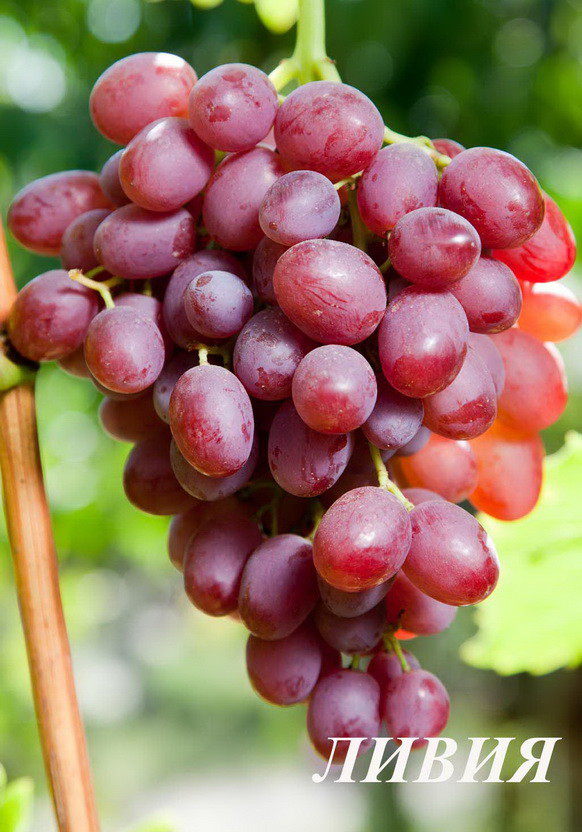 Cорта винограда: названия и их свойства