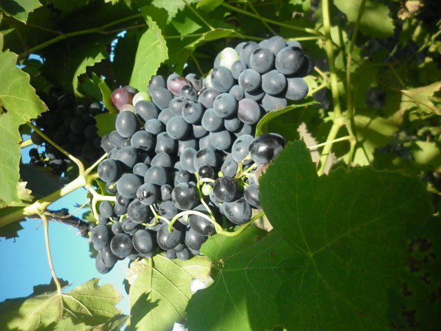 Уход за виноградом летом