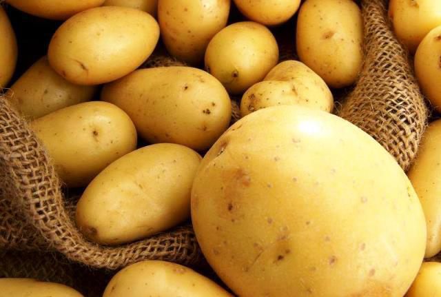 Сорта картофеля в Беларуси - фото