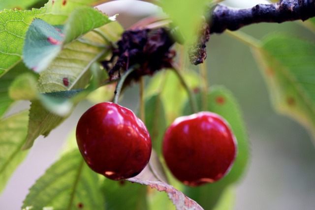 Подкормка вишни осенью и весной: правила ухода и типы удобрений