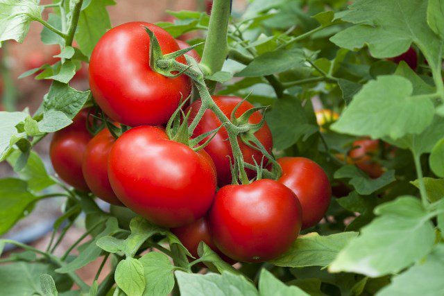 Как лечить помидоры от фитофторы?